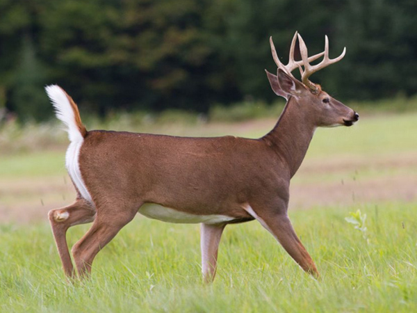 Deer Cuts